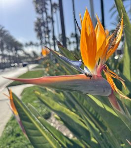 Orange bird of paradise flower in full bloom with honeybee approaching stamen in Irvine, California